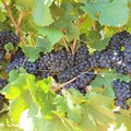 SA wine harvest trends to look out for per region