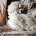Wool market trades higher