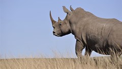 Two poaching attempts foiled in KZN