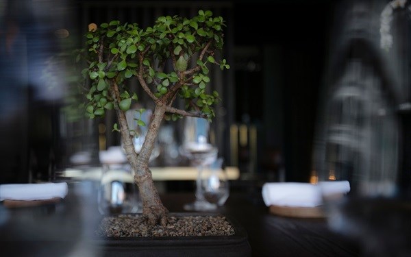 Culinary passion, experience and awards with FYN Chef Peter Tempelhoff