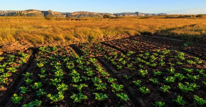 New FAO publication highlights why sustainable agriculture policies are key