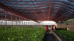 Macadamia industry, government collaboration needed to secure competitive advantage