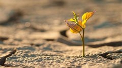 Hunger in Africa still rising - new UN report