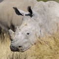 Mokonyane reports progress made on curbing rhino poaching