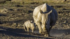 Four suspected poachers, staff arrested