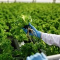 International push to improve food safety