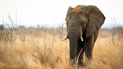 Technology is useful, but drones alone won't save Africa's elephants