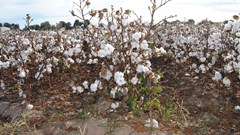 UNIDO launches Better Cotton Initiative (BCI) pilot project in Egypt