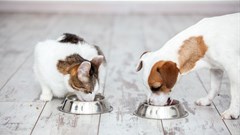 Insect protein: dish of the day for your environmentally-friendly pet