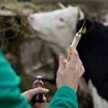 Why farmers need to rethink the use of shotgun antibiotics