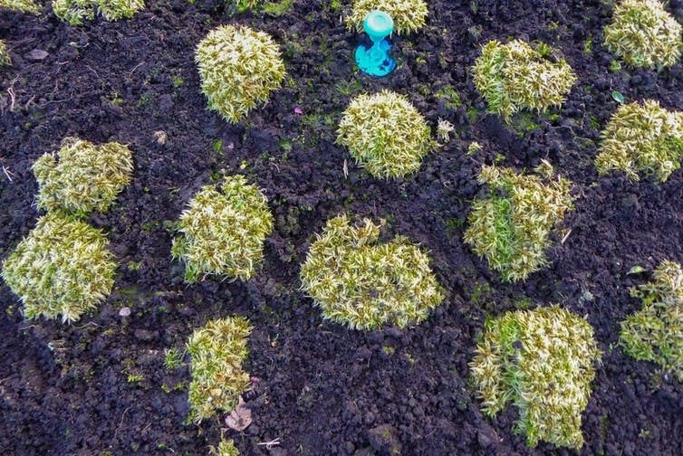 Sphagnum cultivation: the moss is useful as it is excellent at retaining water and nutrients. Neal Wright, Author provided