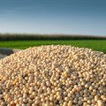 How competitive is the SA soya bean industry?