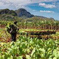 Stellenbosch University's agriculture initiative to aid Malawi farming community