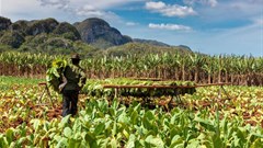 Stellenbosch University's agriculture initiative to aid Malawi farming community