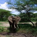 New survey raises concerns about elephant poaching in Botswana