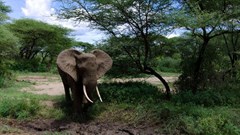 New survey raises concerns about elephant poaching in Botswana