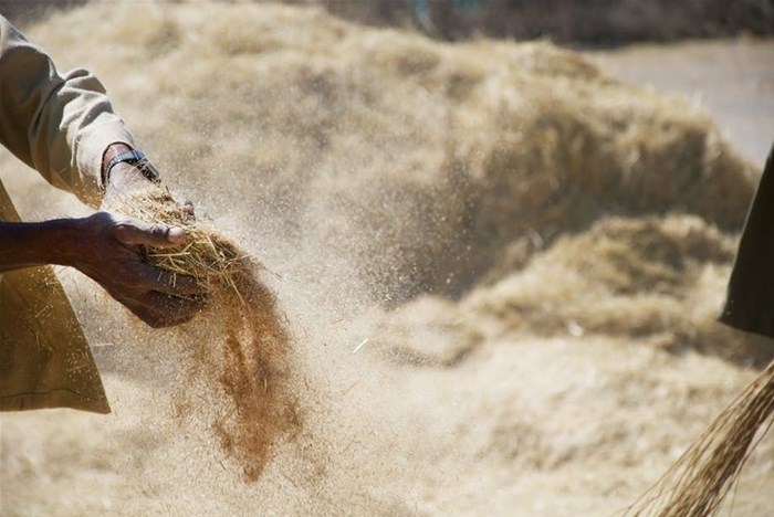 Teff sorting in Ethiopia. Ryan Kilpatrick/Shutterstock