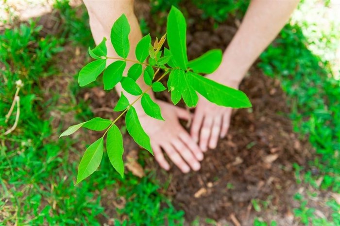 Cape Town secures R50m for green job creation, ecological restoration