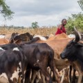 Tanzanian farmers don't vaccinate against foot and mouth disease. Here's why