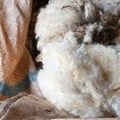 SA wool market resilient despite China's suspension