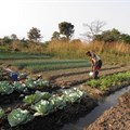 Irrigating Africa: Can small-scale farmers lead the way?