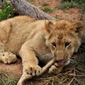 South Africa kicks the can down the road on captive predator breeding