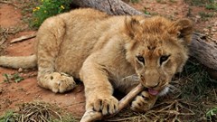 South Africa kicks the can down the road on captive predator breeding