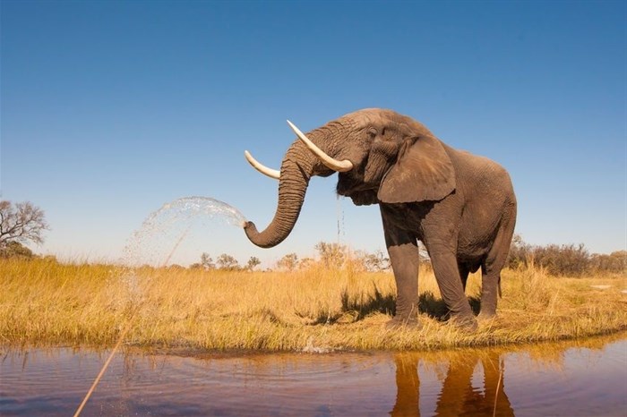 Safari tourism may make elephants more aggressive - but it's still the best tool for conservation