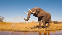 Safari tourism may make elephants more aggressive - but it's still the best tool for conservation