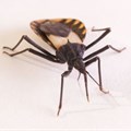 Kissing bug: spreader of Chagas disease. schlyx/Shutterstock