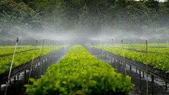 CIFOR, AFR100 partner to ensure sustainable landscape restoration in Africa