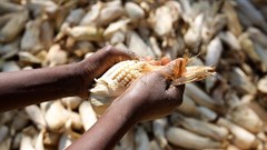 Syngenta to support Zambian farmers with sustainable farming solutions