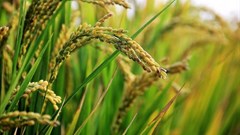 Cutting nitrogen fertiliser amounts raise rice yields