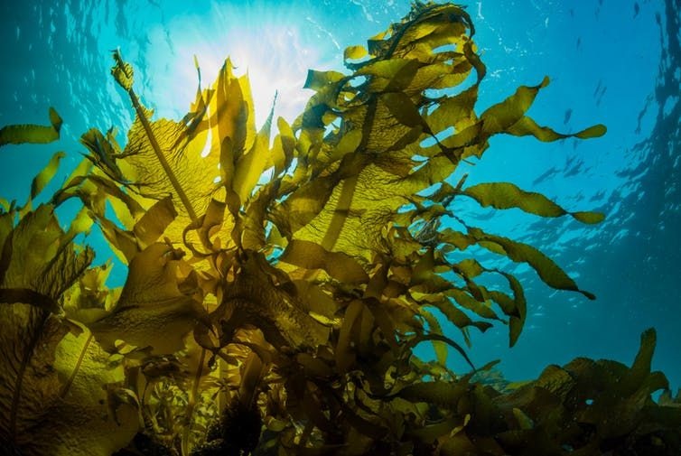 Feeding farm animals seaweed could help fight antibiotic resistance and climate change