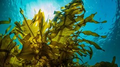 Feeding farm animals seaweed could help fight antibiotic resistance and climate change