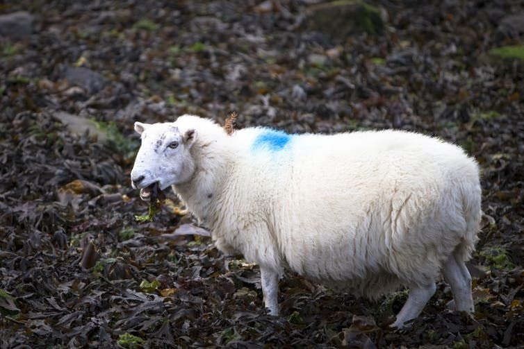 A sheep grazes on brown seaweed.