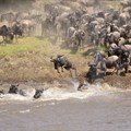 The Great Migration river crossing. Image source: