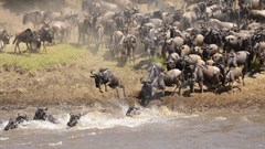 The Great Migration river crossing. Image source: