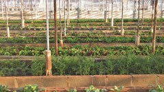 Three ways cities can help feed the world, without costing the Earth