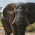 Judge intervenes to halt shooting of Riff Raff the elephant
