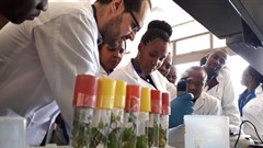 350 African researchers to benefit from training in how to tackle crop disease