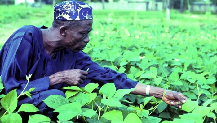Farmer inspecting cowpea plants Copyright: ;