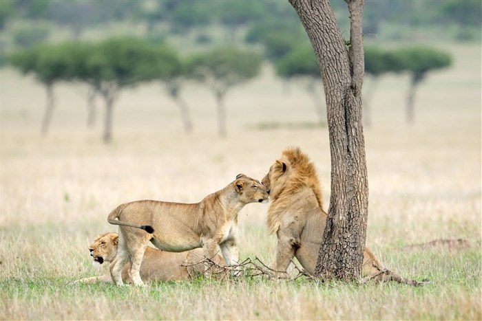 Ecotourism operators in Africa join forces to effect conservation change