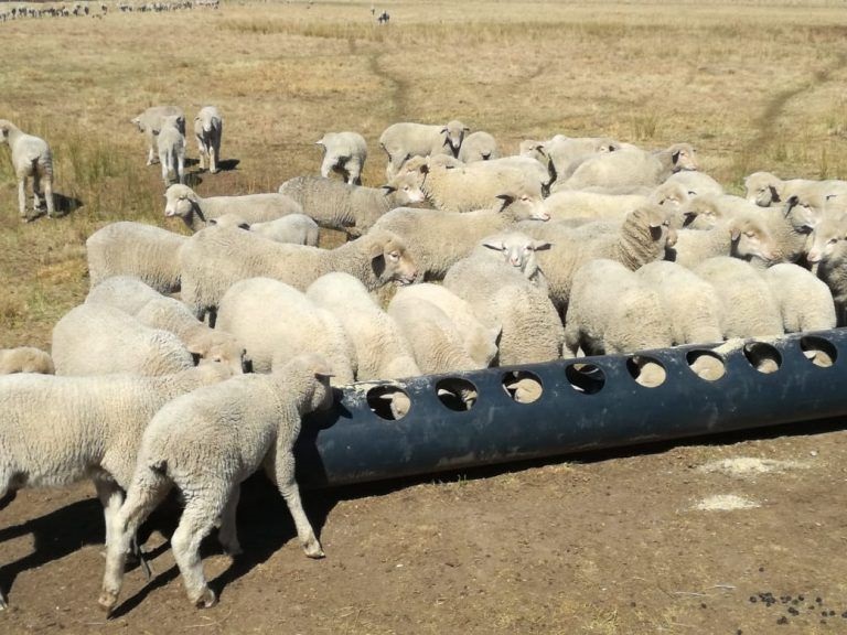Creep feeding gives sheep farmers the edge