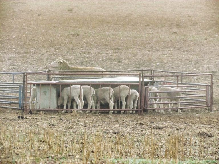 Creep feeding gives sheep farmers the edge