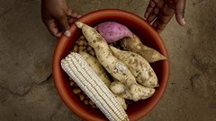 Commercialisation of small scale farmers is critical to Africa's transformation to a global breadbasket