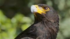 Feathers fly over Watson wind farm plan