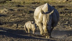 Rhino horn confiscated by Hong Kong customs