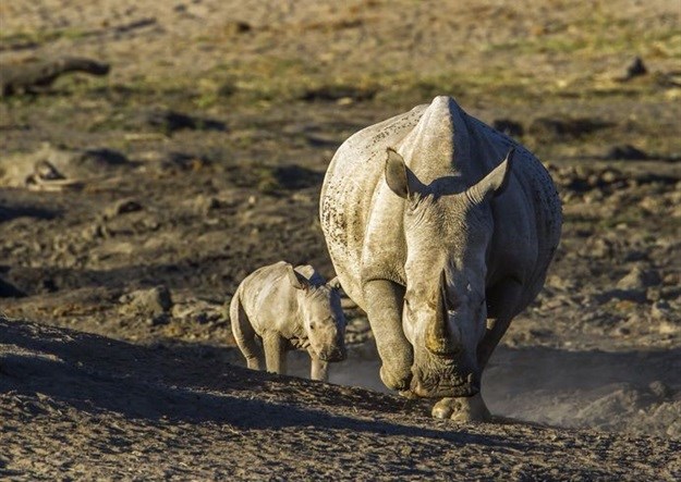 Rhino horn confiscated by Hong Kong customs
