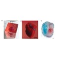 Scientists 3D print heart made of human tissue